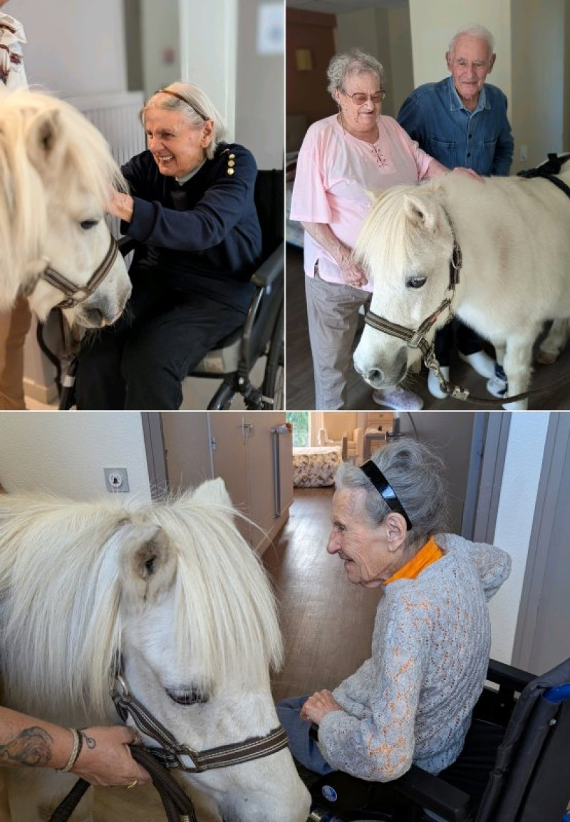 Chouchou le poney visite les chambres