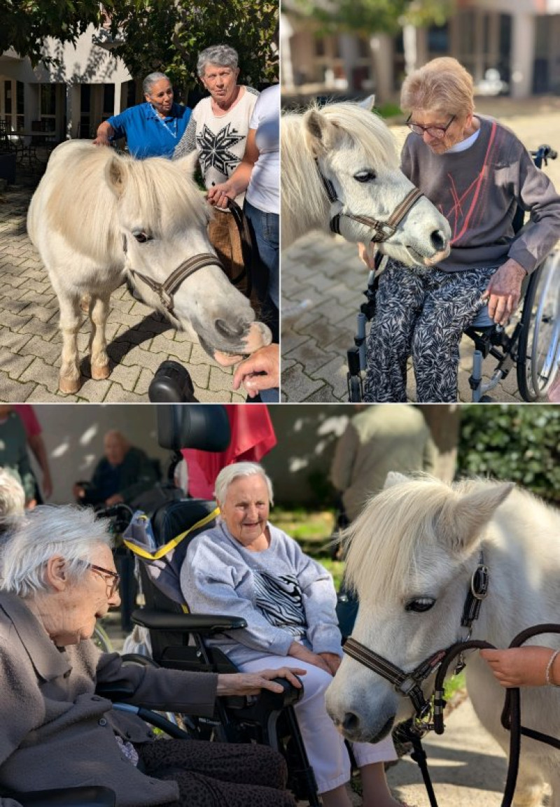 Les poneys d'Equestri'elles en octobre