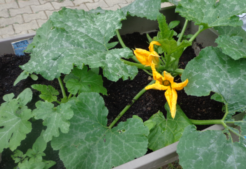 visite du potager