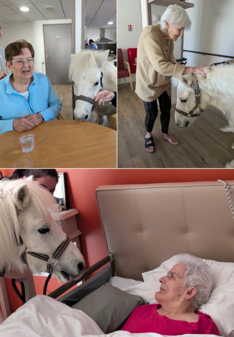 Des poneys dans les chambres???