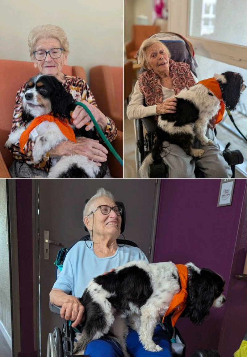 les " chiens visiteurs" du 1er Octobre