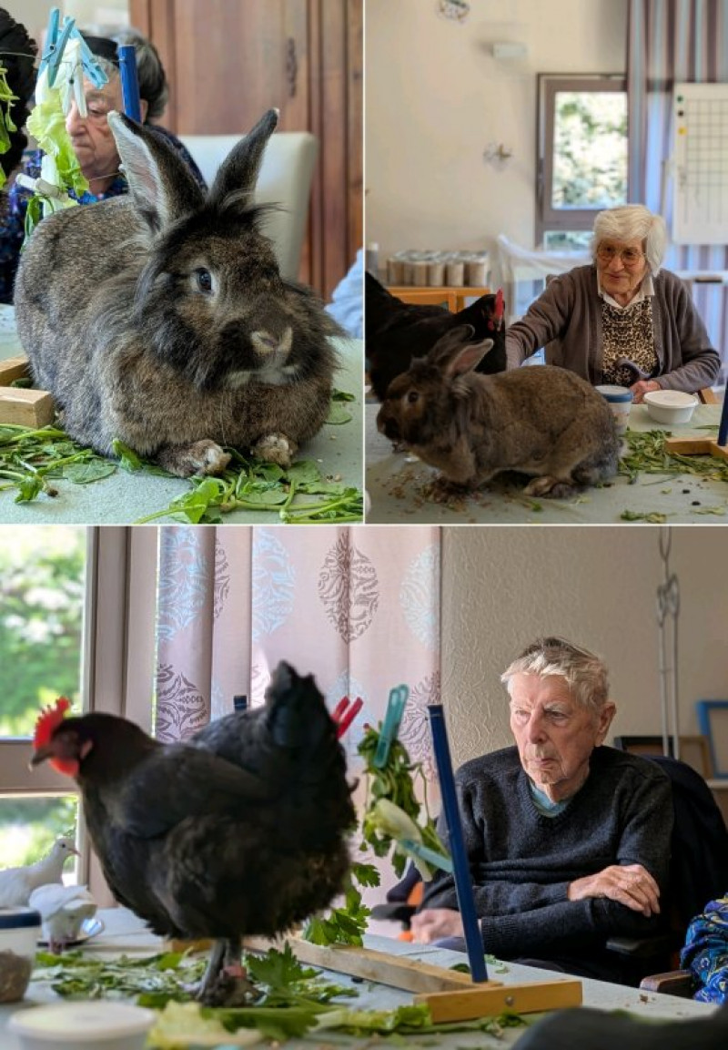 Vendredi 15 mai : médiation animale