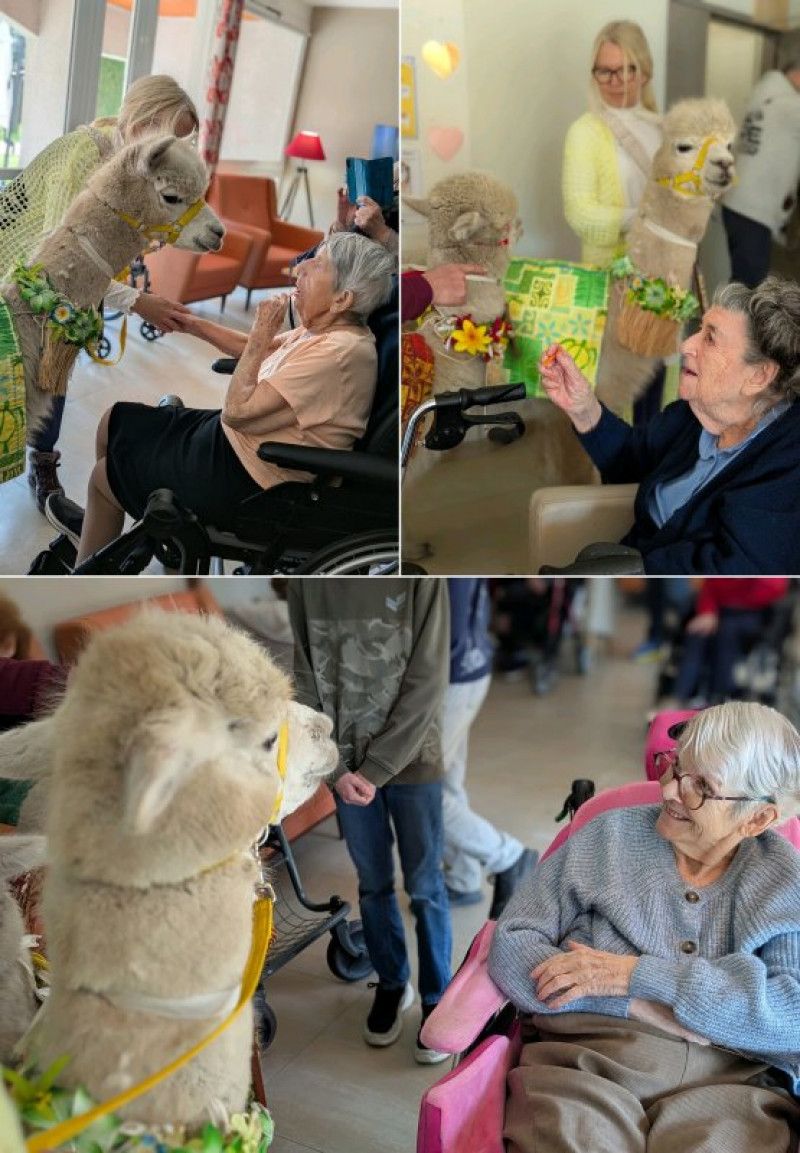 vendredi 27 février : visite des Alpagas