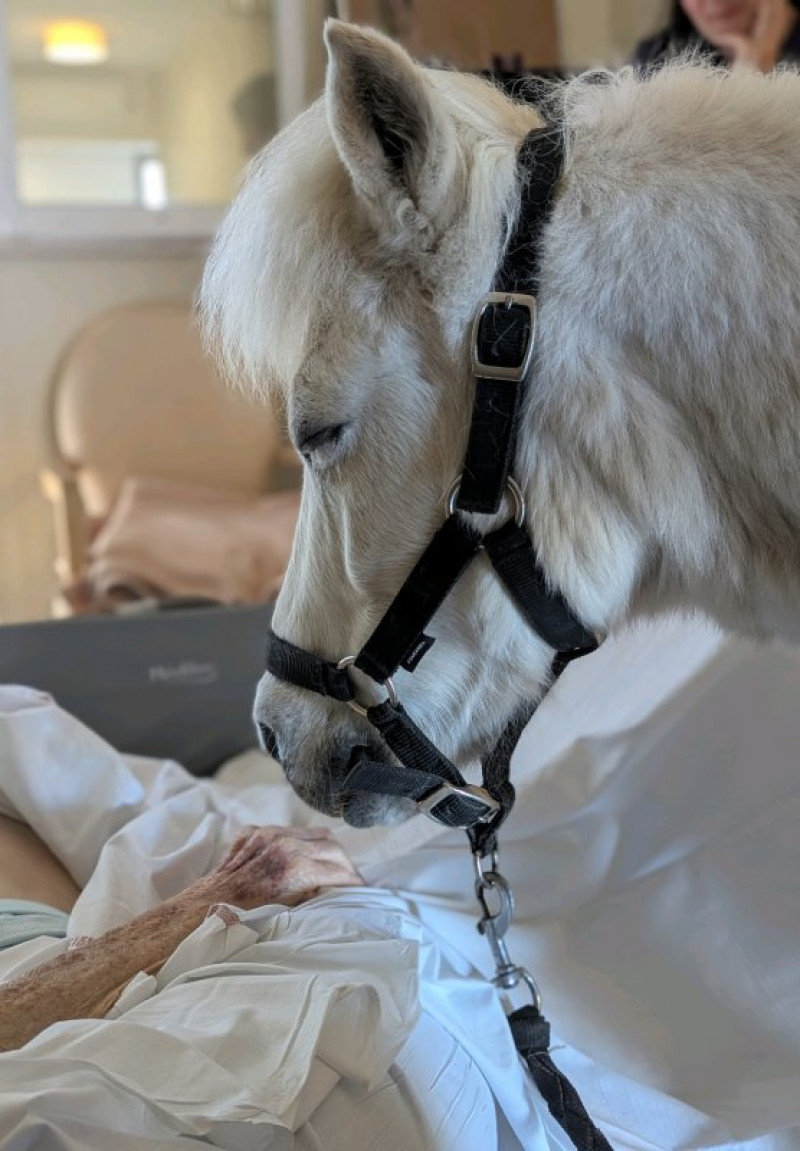 Le poney Chouchou monte dans les ascenseurs