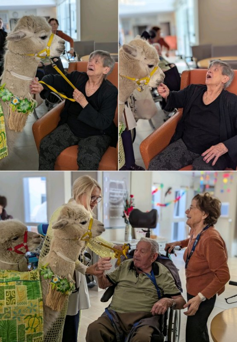 Les Alpagas à la Deymarde