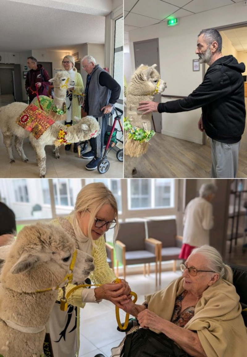 Quand les alpagas rencontrent les résidents