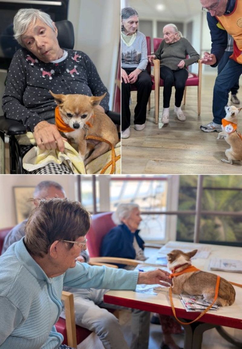 Les "chiens visiteurs" de novembre