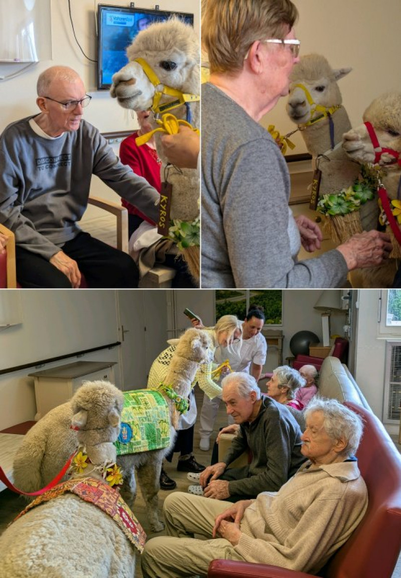 Quand les alpagas rencontrent les résidents
