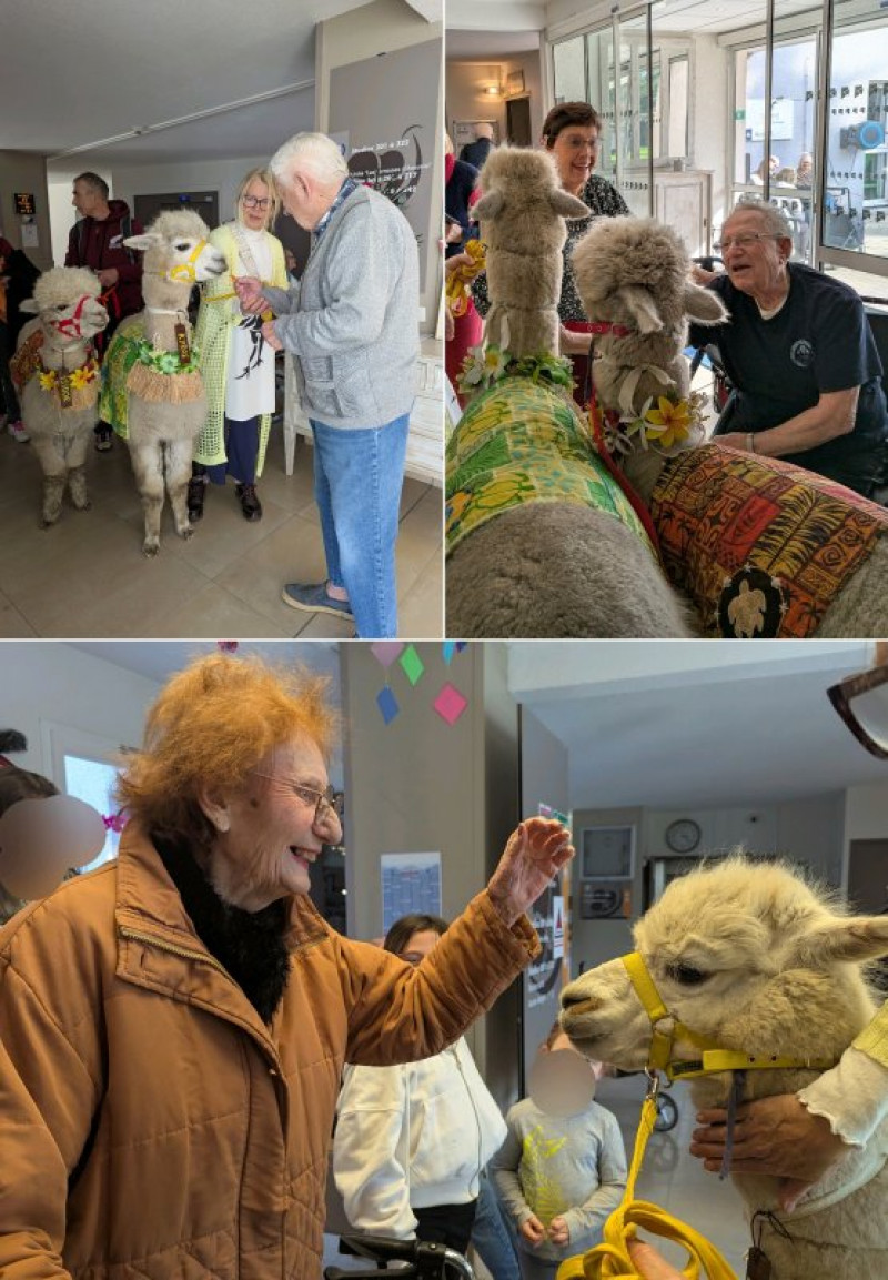 Les Alpagas à la Deymarde