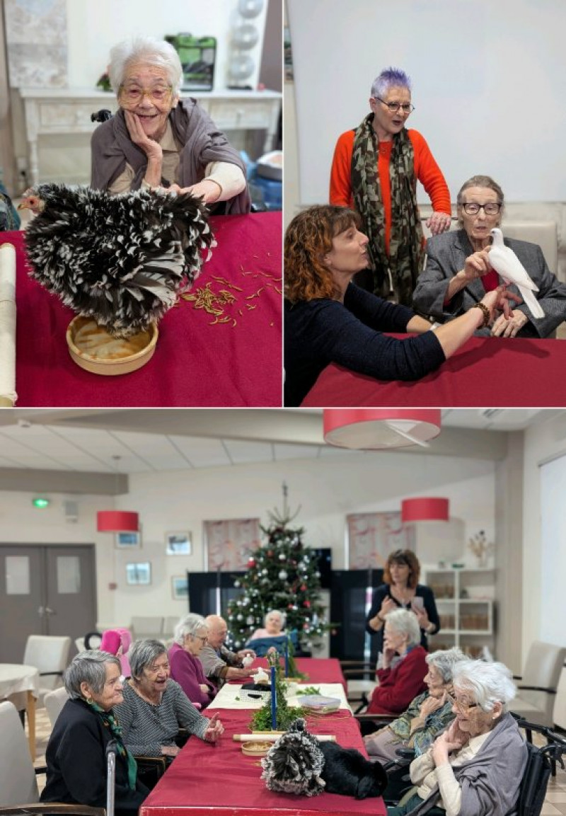 La médiation animale de décembre