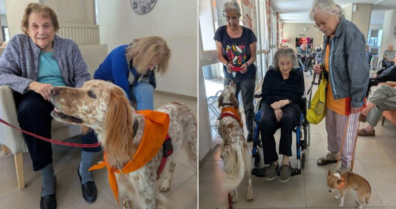 Les chiens visiteurs