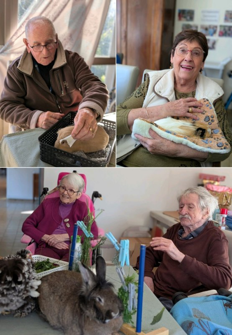 La médiation animale de novembre