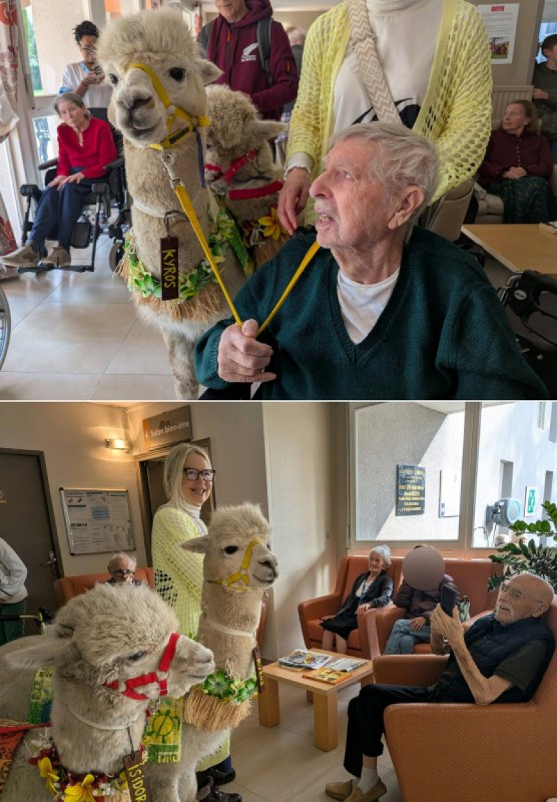 Les alpagas en chambre