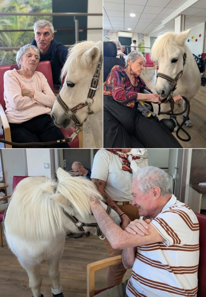 Chouchou le poney prend l'ascenseur