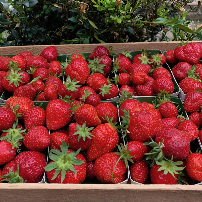 Fraises du Rotary club d'Orange pour les résidents