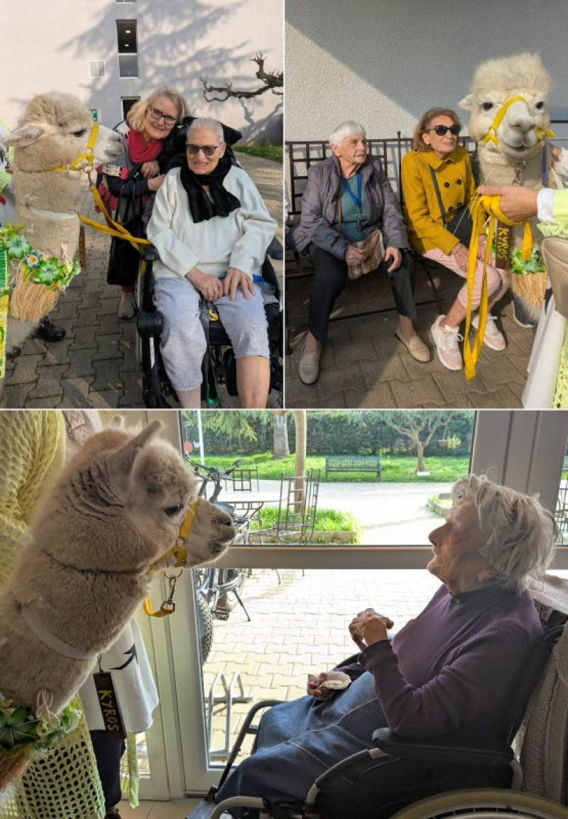 Les Alpagas à la Deymarde suite et fin